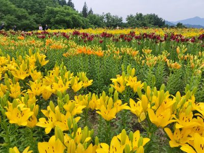 2024.6.21月岡公園ユリ