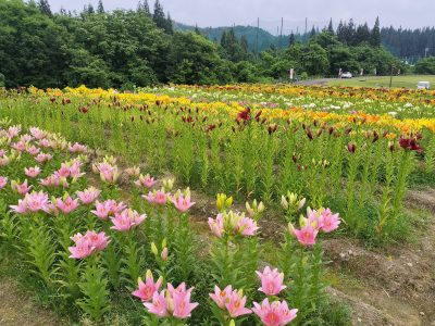 2024.6.21月岡公園ユリ