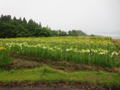 月岡公園ユリ2024.6.18