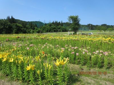 月岡公園ユリ2024.6.20