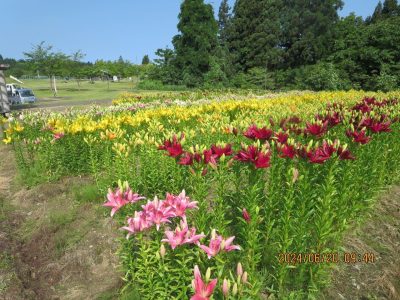 月岡公園ユリ2024.6.20