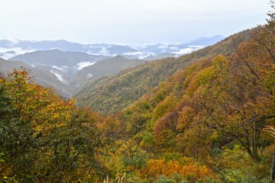 2024.11.2枝折峠（大湯側）