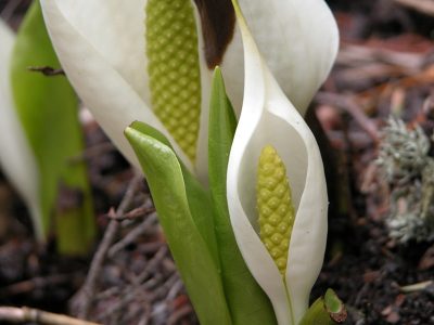 水の回廊　尾瀬（水芭蕉）